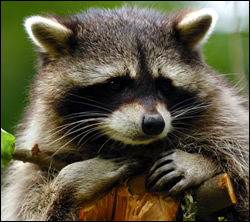 Englewood raccoon removal